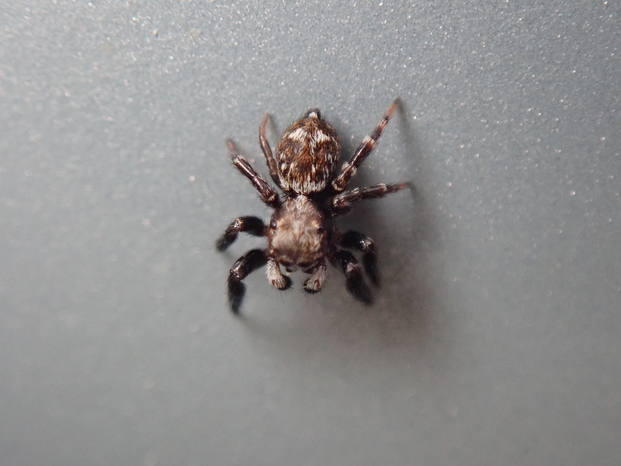 Pseudeuophrys erratica